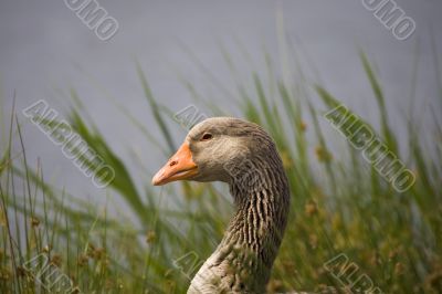 goose