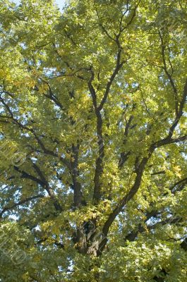 oak