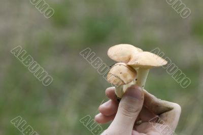 mushroom