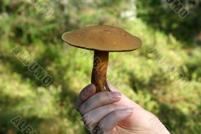 boletus mushroom in man hand with focus on it