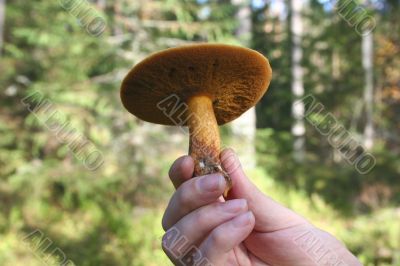 boletus mushroom in man hand with focus on it