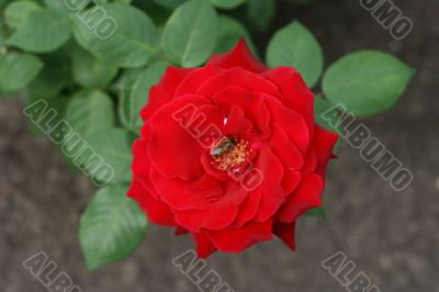 Red rose with bee