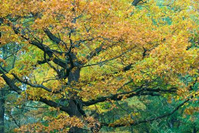 autumnal tree