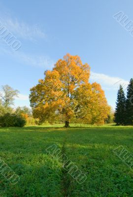 autunm landscape, yellow tree in a green field