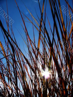 The sun through grass