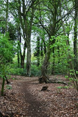 A woodland path