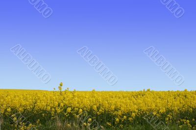 A field of yellow flowers