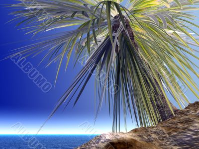 single palm