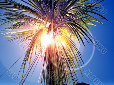palm and sun