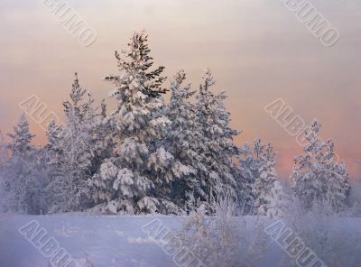 snow-bound fir-tree