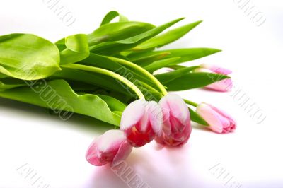 red tulips