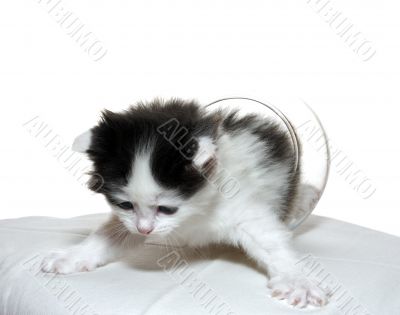 kitten prepares to jump