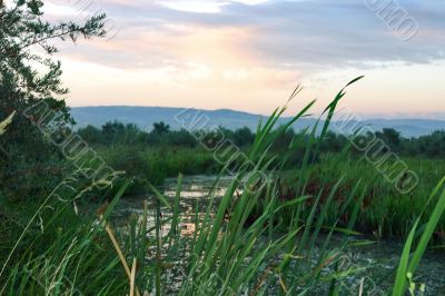 sunset in a summer season