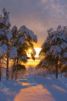 snow-bound trees