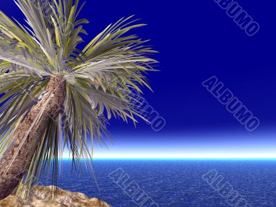 single palm