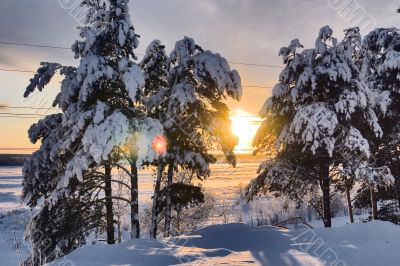 snow-bound trees
