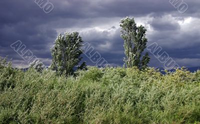 trees and grass