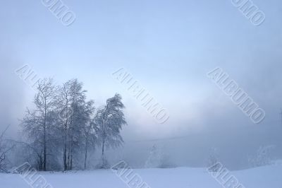 withering trees