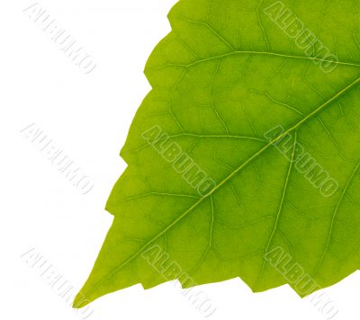 juicy leaf