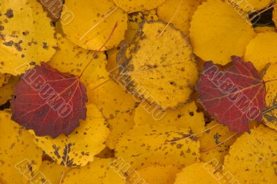 red and yellow withering leaves