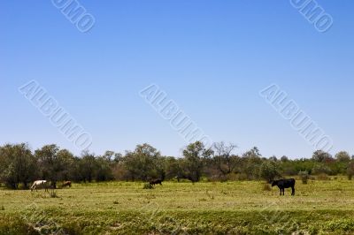 cows graze