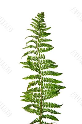 decorative plant