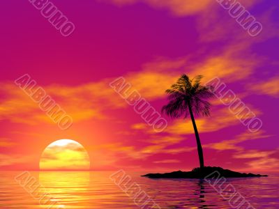 single palm on the uninhabited island
