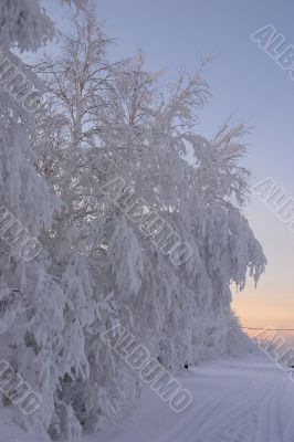 snow-bound branches