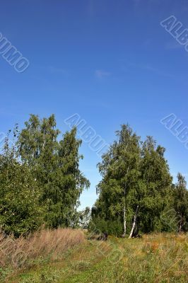 grass, foliage, birchs