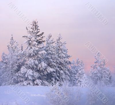 snow-bound fir-tree