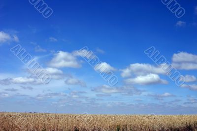 wheat field