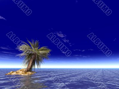 palm on the uninhabited island