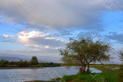 single tree