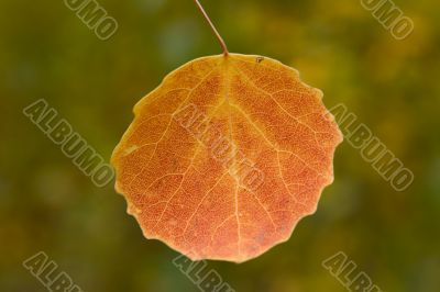 single withering leaf