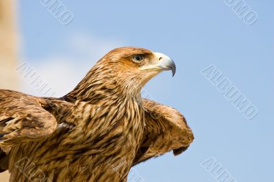hawk