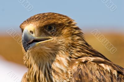 hawk