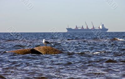 Marine view with a seagull