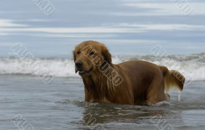 the dog on pacific