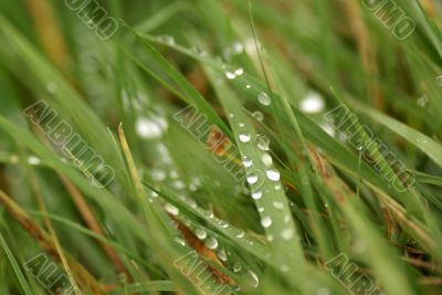 Dew on grass.