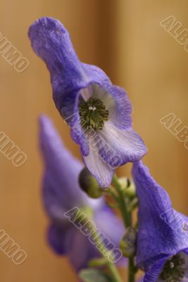 Purple flowers.