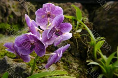 the amazonian orchid flower
