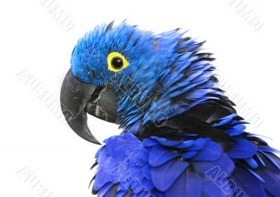 Hyacinth Macaw