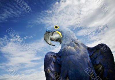 Hyacinth Macaw