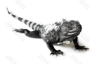 Spiny Tailed Iguana