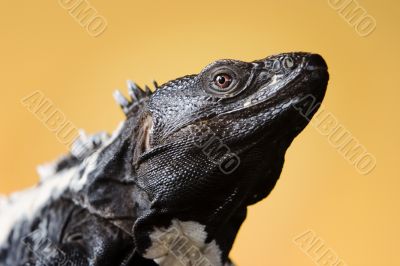 Spiny Tailed Iguana