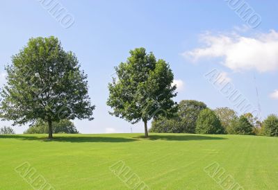 Two Trees on Hill