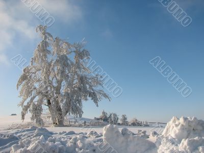 Frosted winter landscape