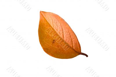 Isolated tree leaf 1