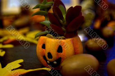 plant pumpkin