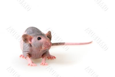 Naked rat